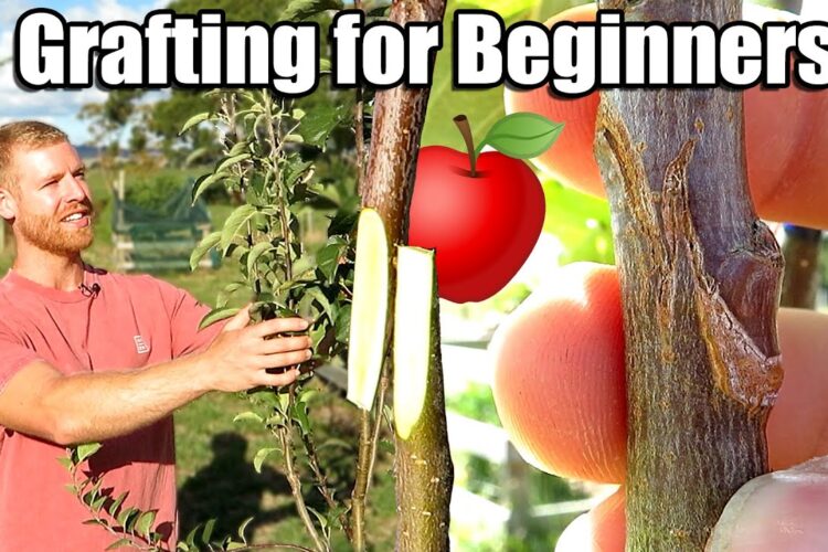 Learn How To Graft: Apple Tree Grafting For Beginners