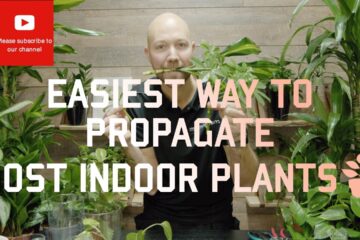 Easiest Way To Propagate Most Indoor Plants