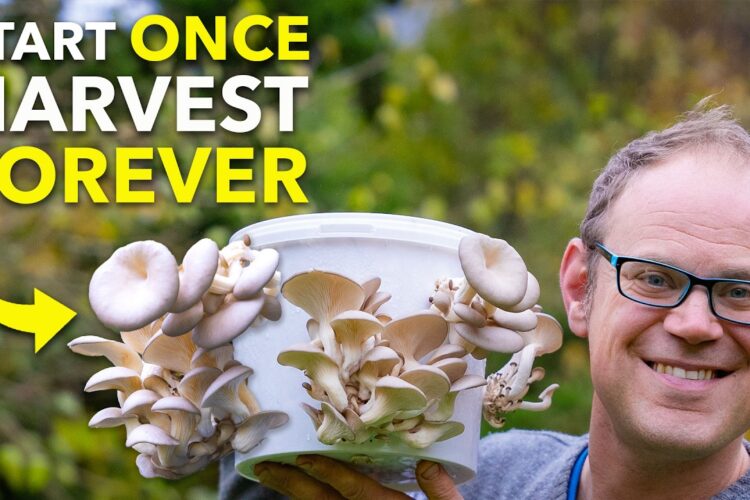How To Grow Mushrooms in a Bucket