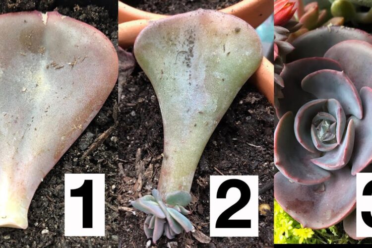 Propagate Succulents from Leaves
