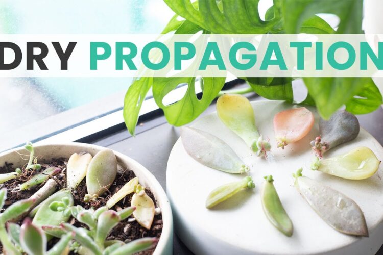 Dry Propagating Succulents