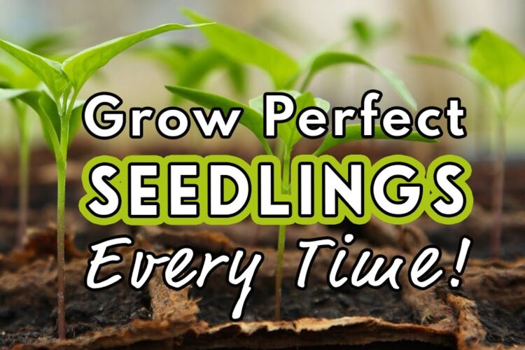 Seed Starting Success: Sow Like a Pro! 